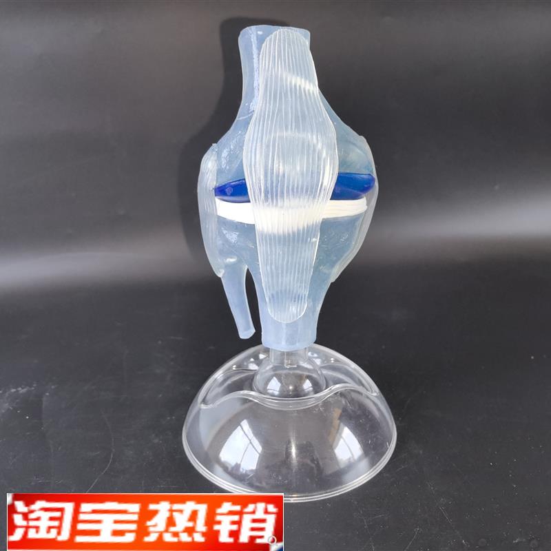 人体透明膝关i节功能模型人体骨科骨骼教学模型医患沟通模型