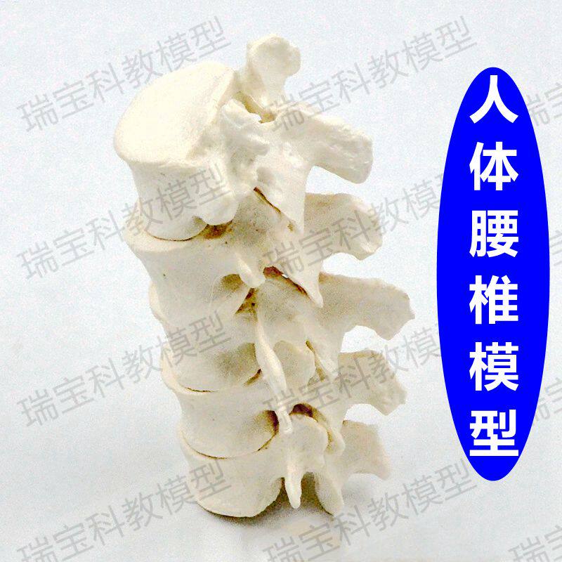 1比1人体腰椎模型椎骨棘突横z突脊柱散骨中医正骨小针刀推拿盲人