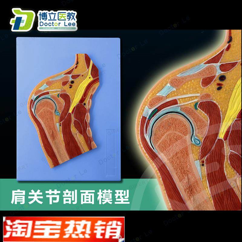 ct肩关节切面浮雕肩关节P断层解剖学模型