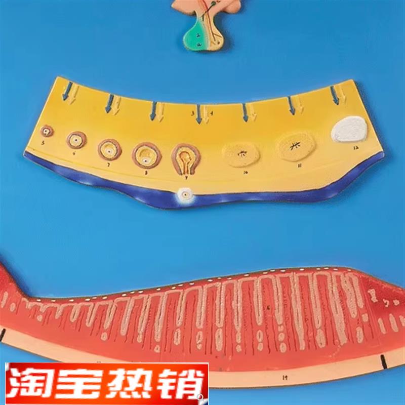 月经周期模型GED/A19003