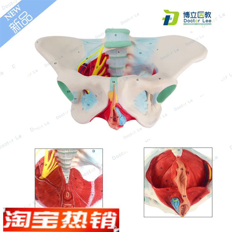 女性盆底肌模型子宫模型女性分娩骨盆模型教学T助产医用骨盆模型