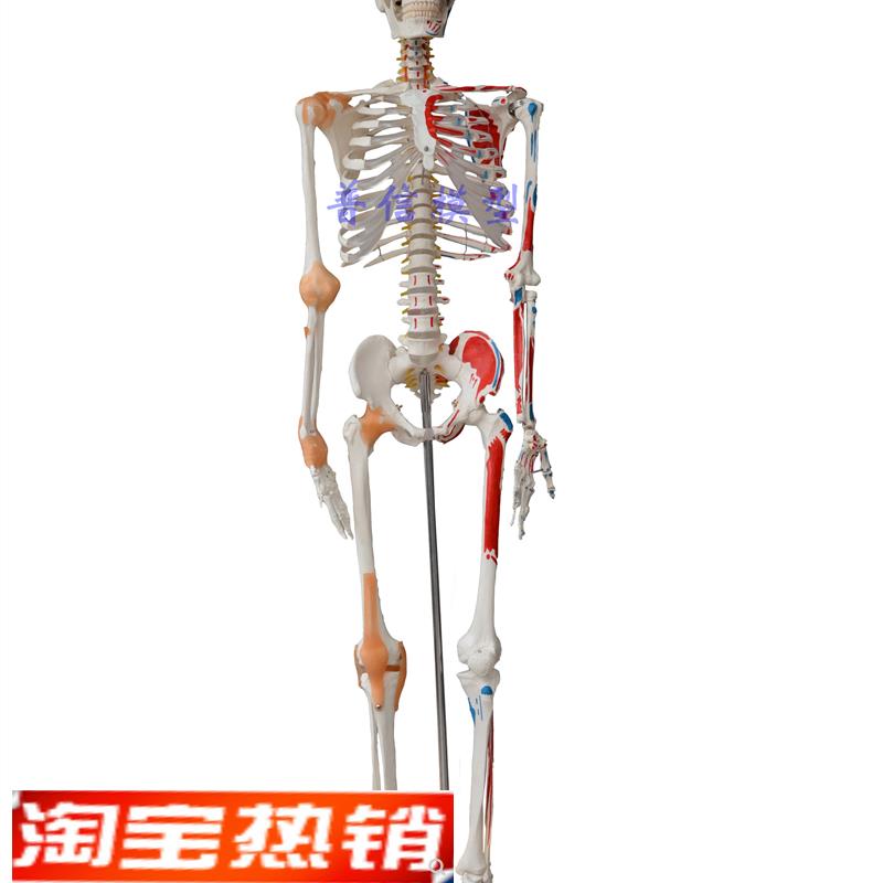 普信人体骨骼模型170ncm大骨骼175cm教学健身可弯曲人体大骨架模