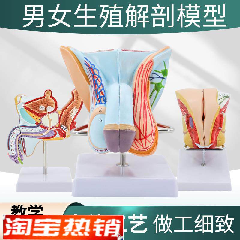 男性内外生殖器官模型s男性生殖解剖模型睾丸模型阴茎模型