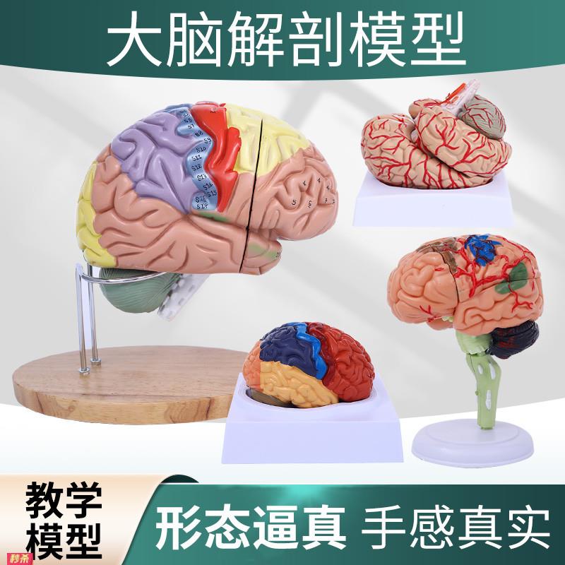 正品高端医学神经科脑科人体大脑解剖模型大脑模型脑分区模型