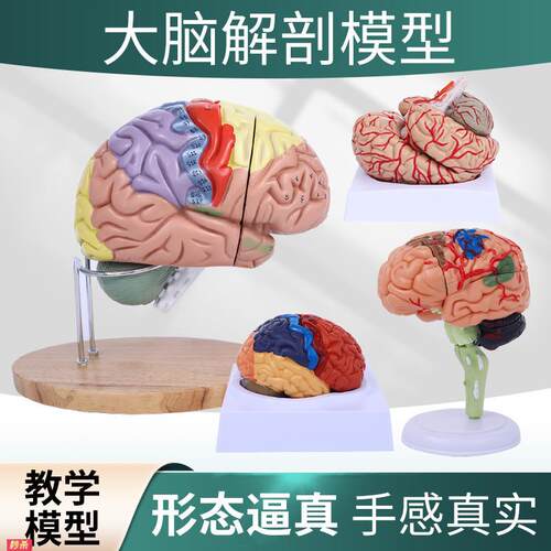 正品高端医学神经科脑科人体大脑解剖模型大脑模型脑分区模型