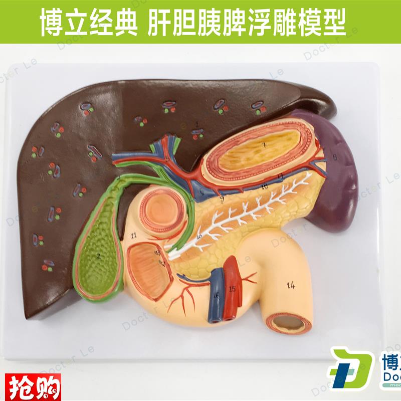 胰腺模型肝脏模型十二指肠z胆结石模型脾脏解剖模型医用