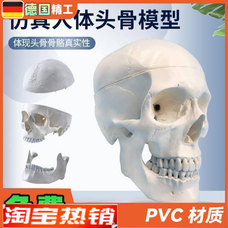 自然大头骨模型头颅o骨模型人体骨骼脊柱模型医用艺用美术骷髅头