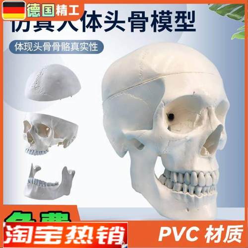 自然大头骨模型头颅o骨模型人体骨骼脊柱模型医用艺用美术骷髅头