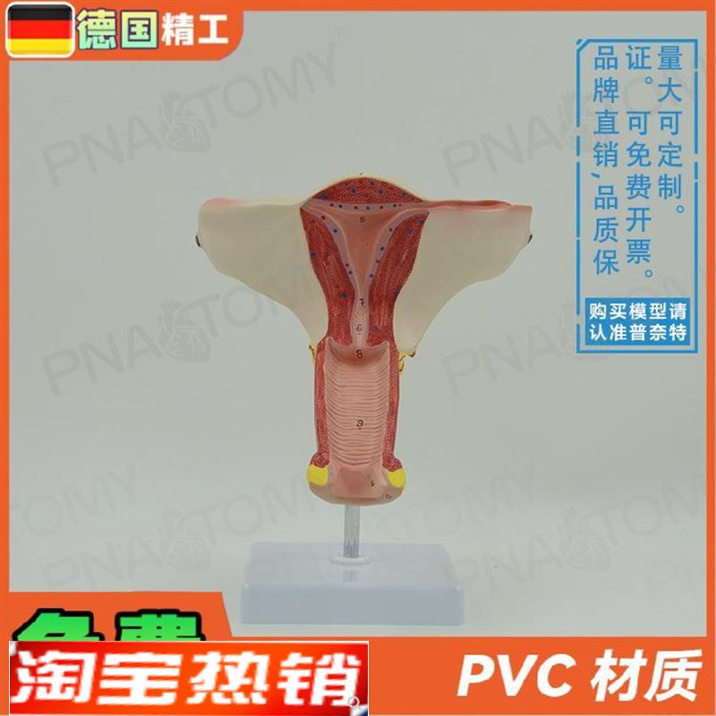 德国】女性人体子宫卵巢模型妇产科妇G科产后修复教学计生演示教