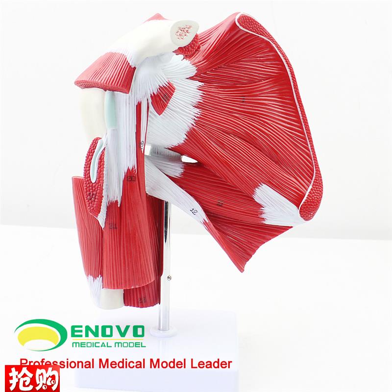 ENOVOe医学肩关节附肌肉肌腱模型人体肌肉解剖模型健身运动系统肩