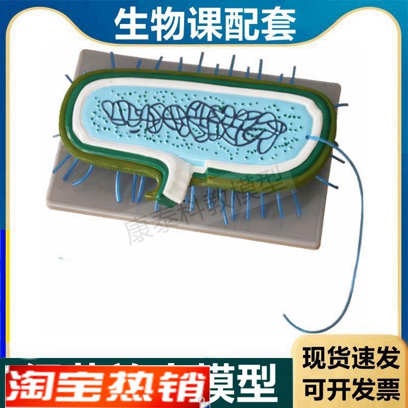 细菌模型生物学教具原核核糖体细胞质病毒放大实验教.具医用教学