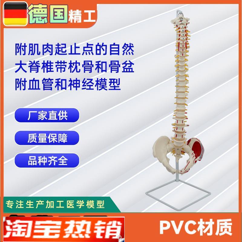 附肌肉起止点自然大脊椎带枕骨和骨盆R附血管和神经模型