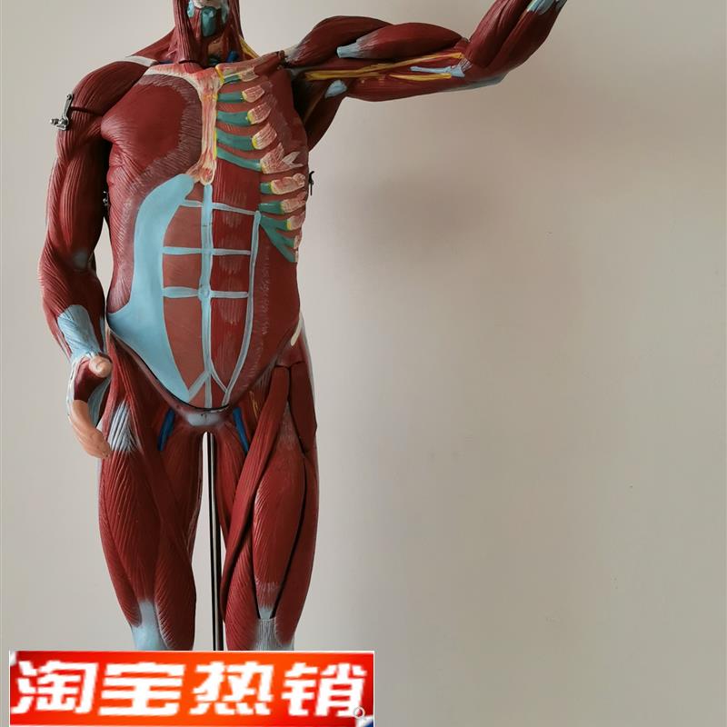 人体全身肌肉解剖附内脏模型B80cm人体肌肉模型27部件