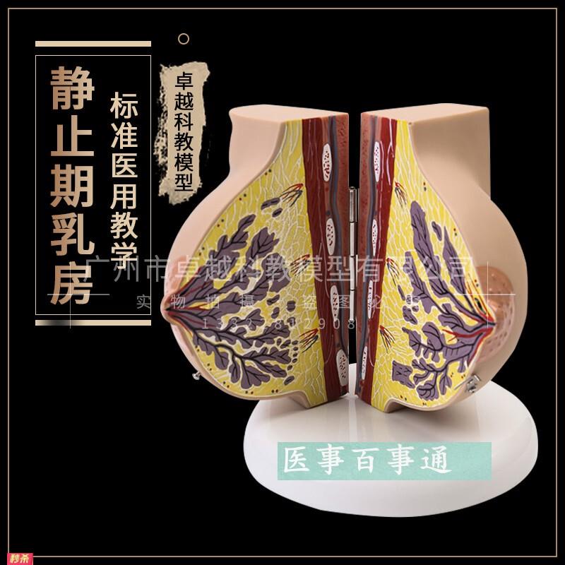 哺乳期乳房模具乳房解剖模型催乳师培训乳房演示模型乳腺月嫂培训