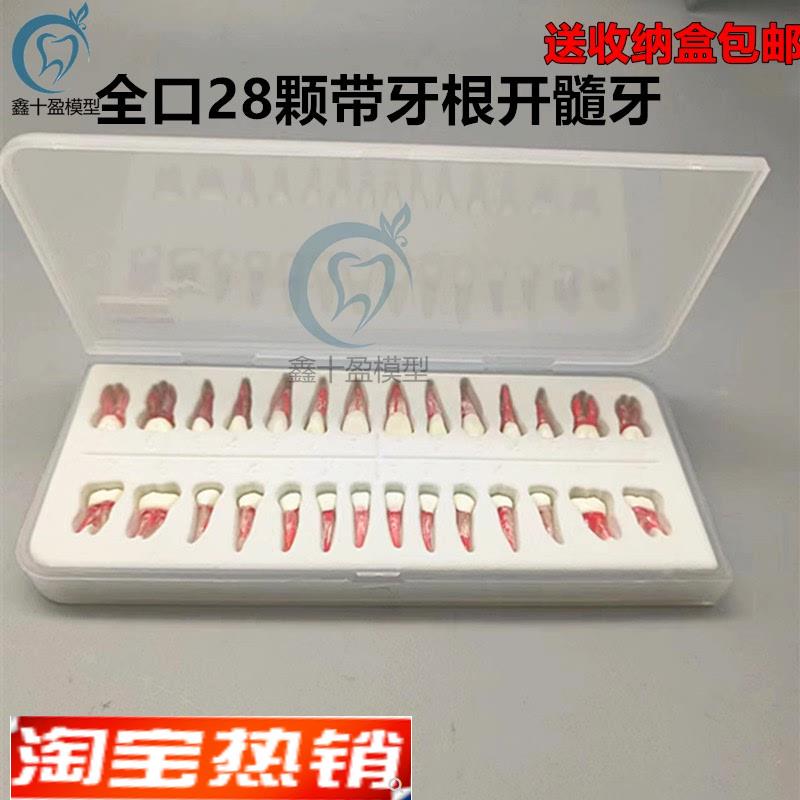 口腔执考练习离体牙根扩s修复开髓根管牙粒带牙根全口28颗包邮