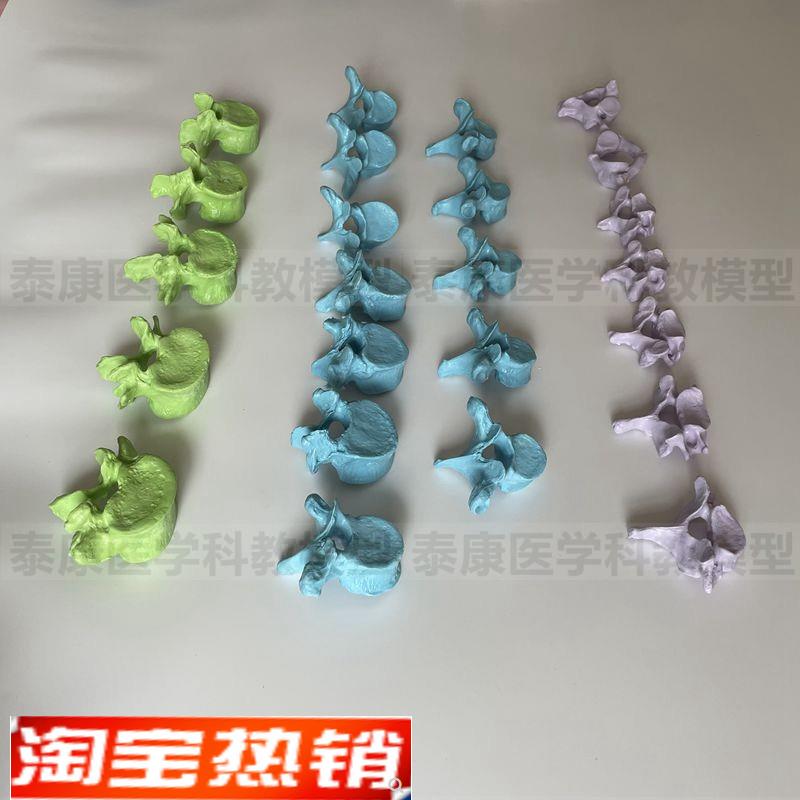 人体脊椎模型g散装24节颈椎胸椎腰椎1比1仿真塑胶骨头医用针灸正