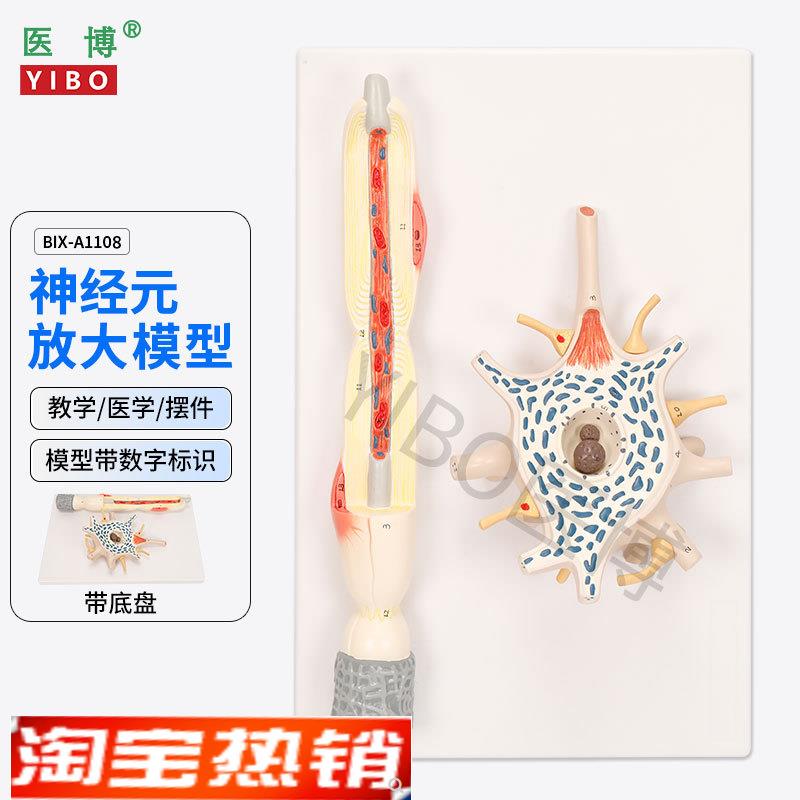 医博BIX-A1108神经元放大模D型神经元胞体神经纤维结构放大模型