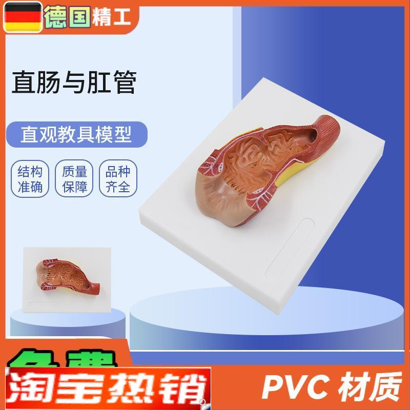 德国】PNT-0453直肠与肛管消化系统人体N解剖模型肠道解剖生物教