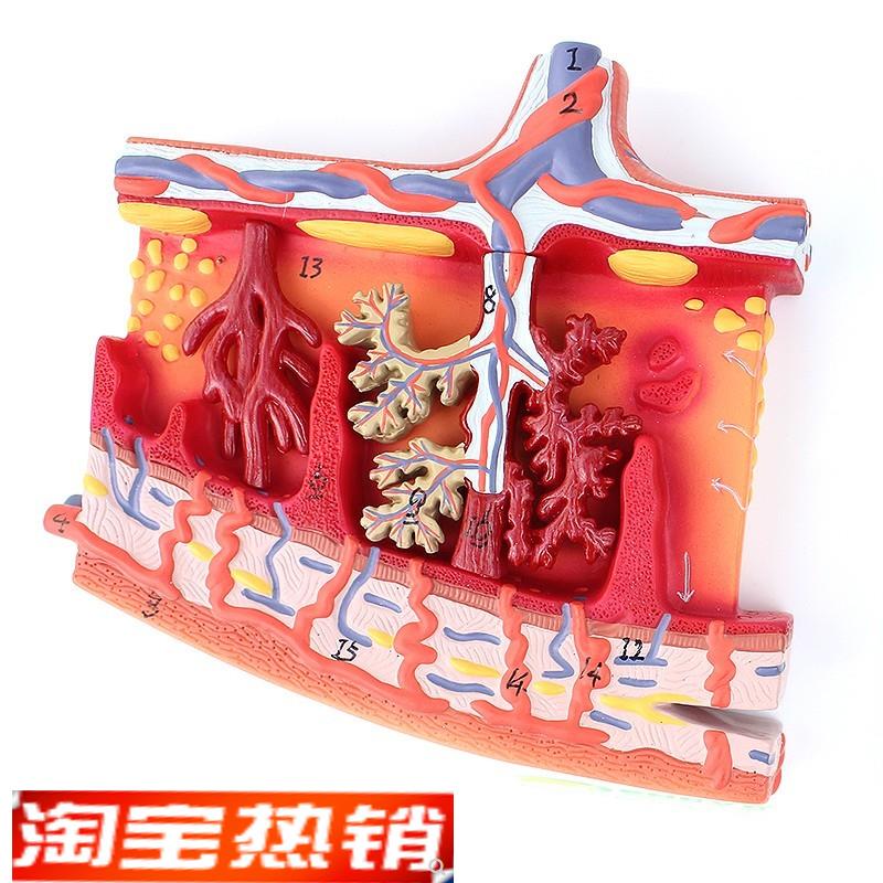 ENOVO颐诺胎盘组织放大模型组织胚胎胎儿妇产科教学plUacenta培训