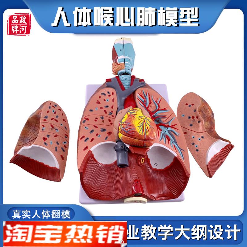 政河人体喉心肺内脏o器官结构解剖模型心脏气管喉咙医院科学校教