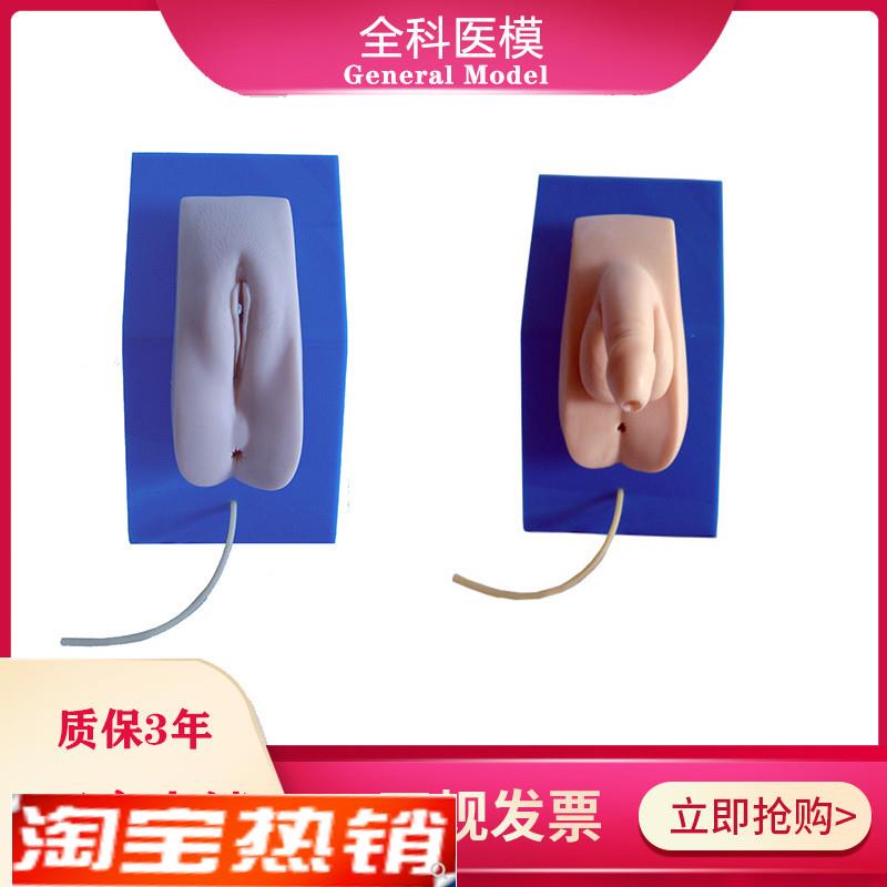 着装式男女性导尿模型男女内外生G殖器导尿医学教学训练模具