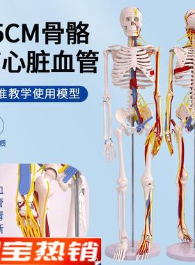 85CM人体骨骼带心脏血u管及脑模型骨架神经脊柱模型动脉模型