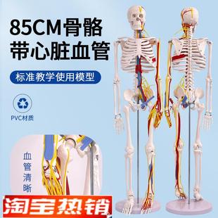 85CM人体骨骼带心脏血u管及脑模型骨架神经脊柱模型动脉模型