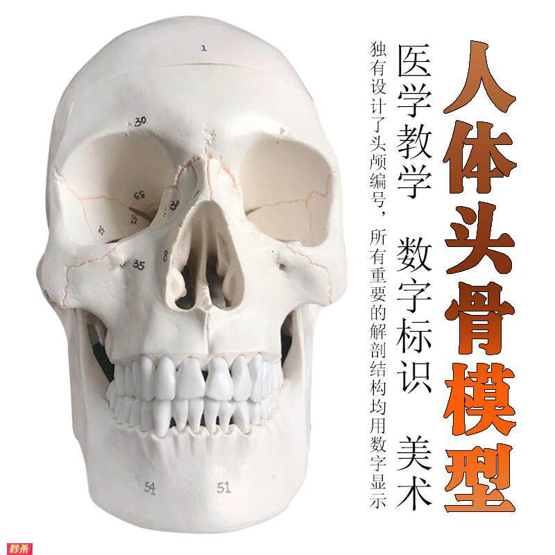 头骨骷髅人体骨骼脊柱模型摆件美术静物绘画手办玩具骨骼模型