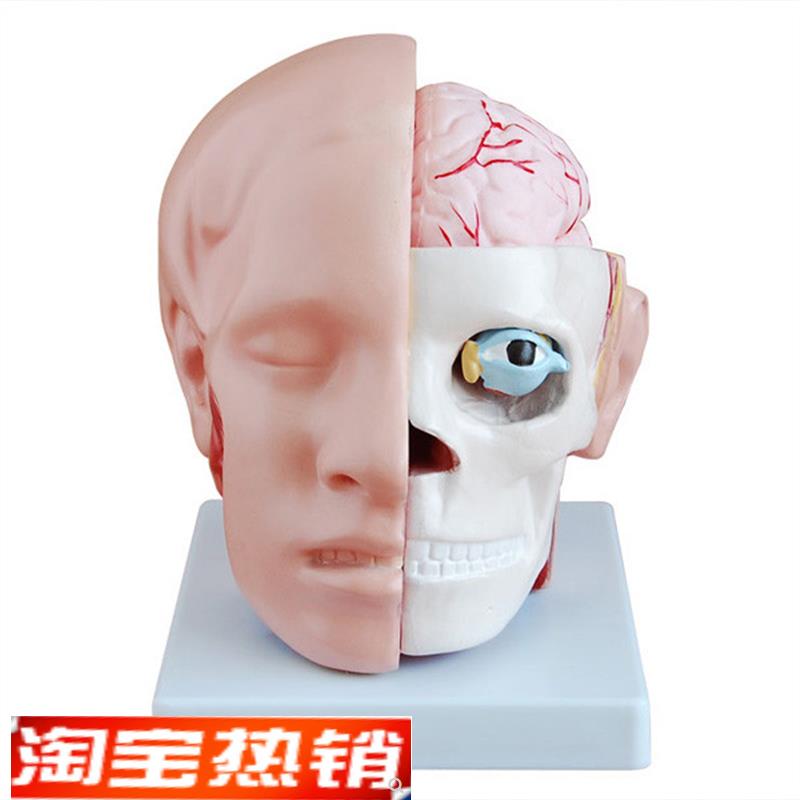 大脑模型头部附脑动m脉模型人体头部解剖模型颅内脑结构造展示教