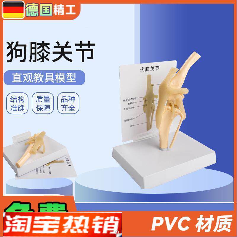 德国】犬骨骼模h型仿真PVC材质狗狗膝关节弯曲韧带腿骨宠物医生诊