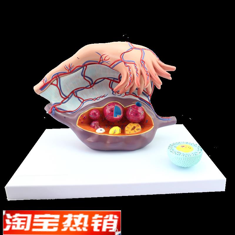 ENOVO颐诺卵巢子宫模t型医学妇科教学卵巢结构模型女性生殖系统