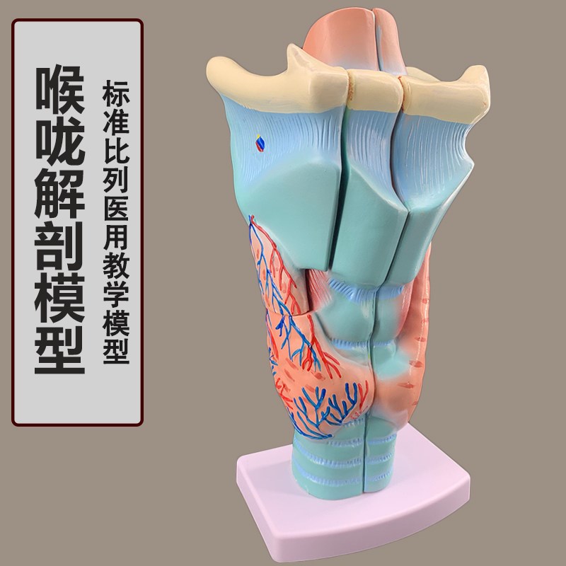 2倍放大咽喉模型喉咙解剖标本喉C部血管甲状腺喉结喉头医教学仿真