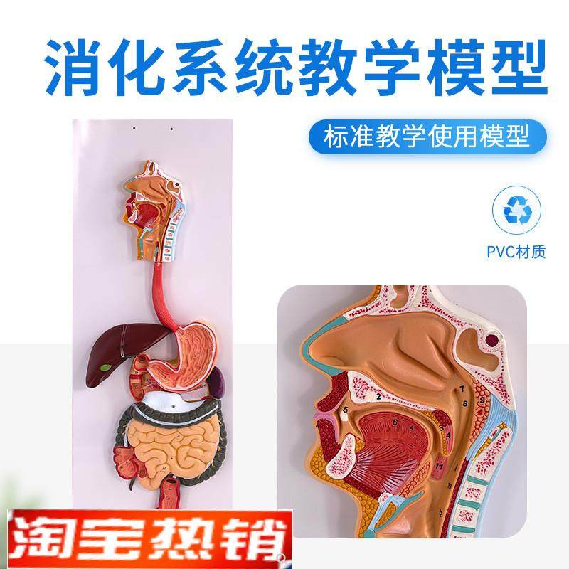 人体消化系统模型肛门直t肠口鼻喉食道胃模型大肠肝脏解剖模型