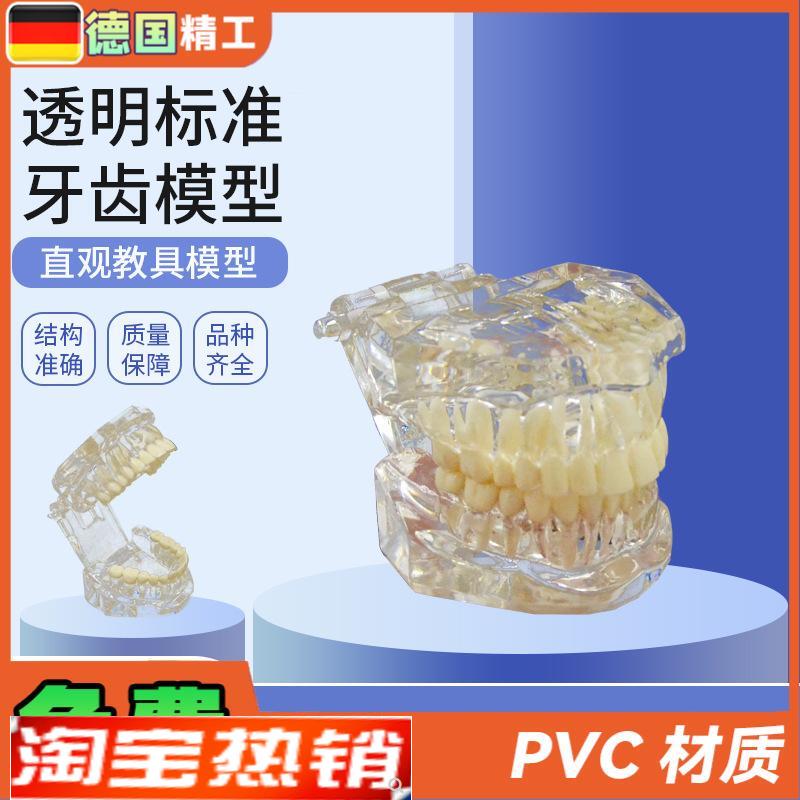德国PNT-ORi14透明标准牙齿模型牙齿模型口腔教学模型28颗牙科模