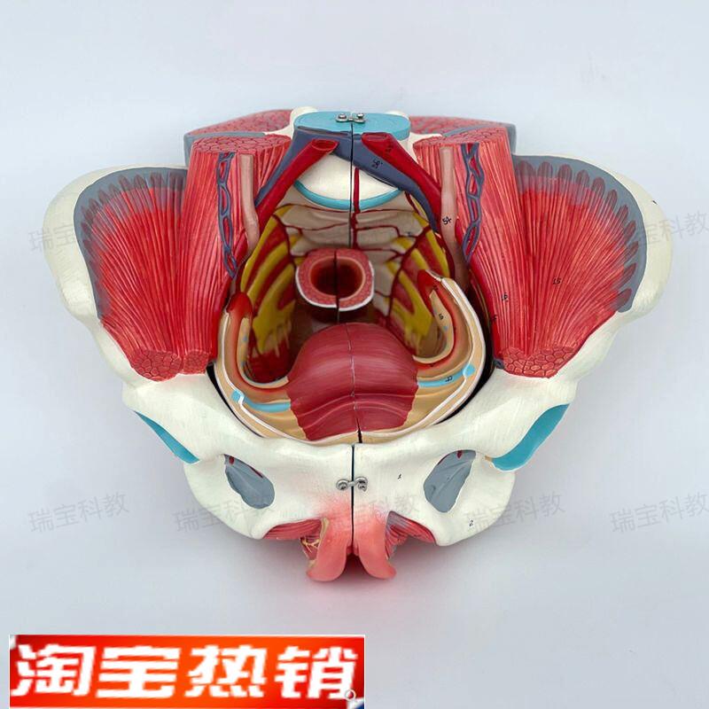 女性盆底肌模型盆腔脏器可拆卸子宫附件会M阴筋膜产康月嫂培训家