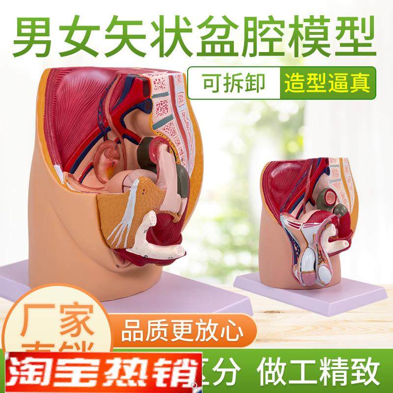 男女性盆腔矢状h解剖模型女性生殖器官模型男女性生殖系统子宫模