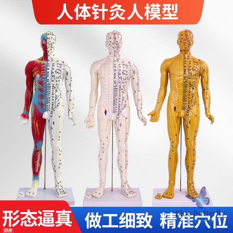 85CM中医针灸穴位人体模型教学全身十二经络图半皮半骨骼解剖铜人