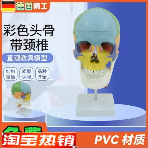 德国】人体彩色头颅骨带颈椎脊神经模型仿真头T骨颅骨骷髅骨教学