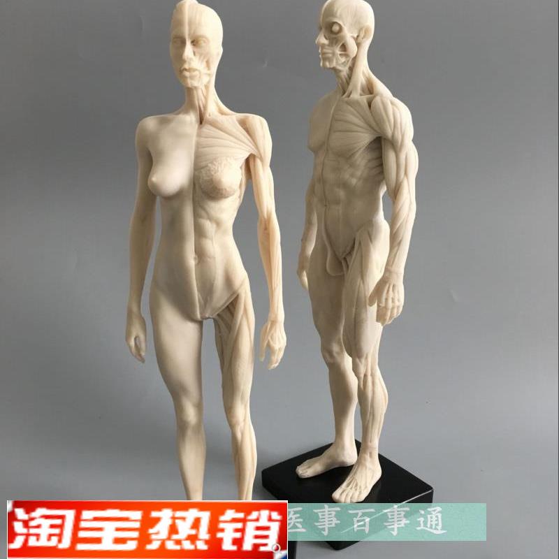 设计绘画CG参考医用头骨胸x像艺用人体肌肉骨骼解剖结构模型白胚