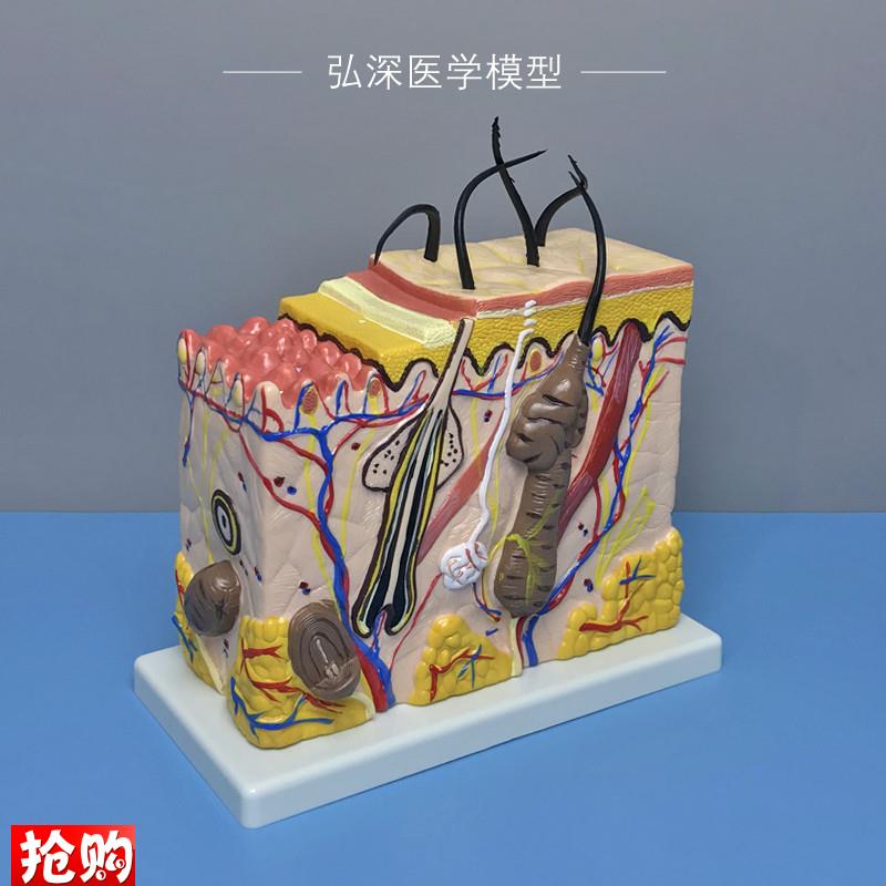 皮肤结构放大模型70倍人体u皮肤层次毛囊汗腺解剖毛发生长立体模