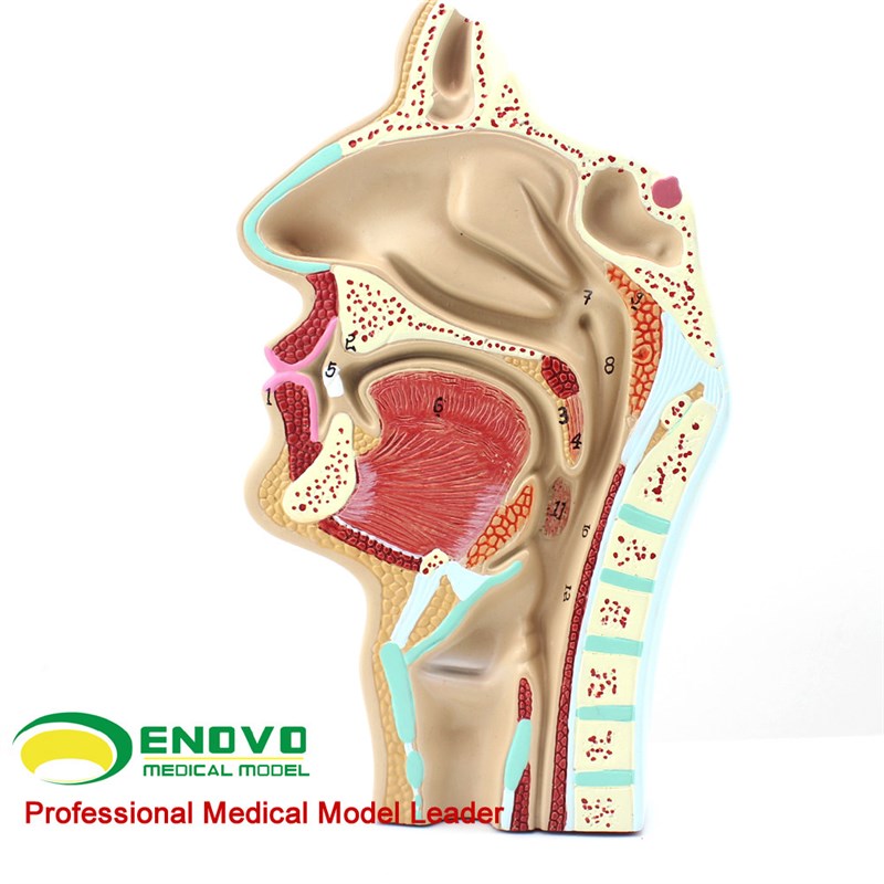 ENOVbO鼻咽腔解剖模型 鼻腔咽喉教学模型 医用耳鼻喉科教具
