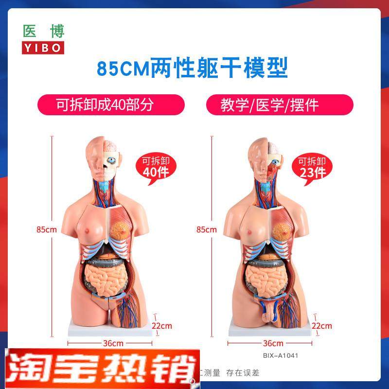 85CM两性躯干解刨模型可拆o卸40件男女性躯干及内脏器官拆卸模型,文具电教/文化用品/商务用品,教学标本/模型,淘宝优惠券,粉丝福利购,淘宝优惠卷
