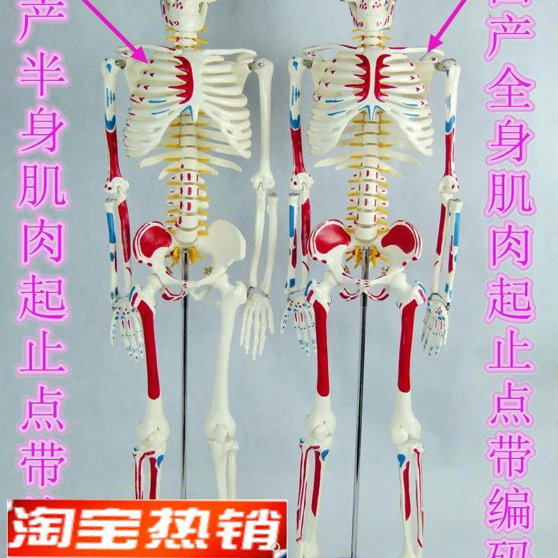 全新85CM人体骨骼模型带肌肉起止点骨J架模型椎间盘颈椎动脉血管,玩具/童车/益智/积木/模型,其他模型玩具,淘宝优惠券,粉丝福利购,淘宝优惠卷