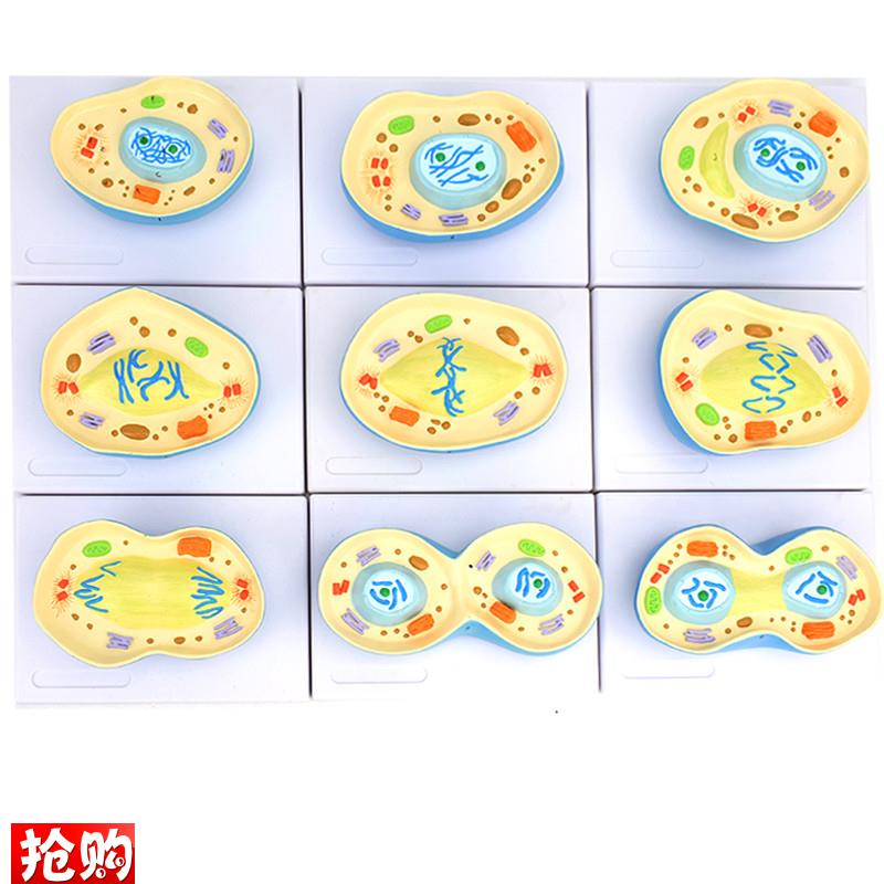 ENOVO颐诺细胞有丝分裂模型9部件核模核仁染色S体细胞质纺锤丝细