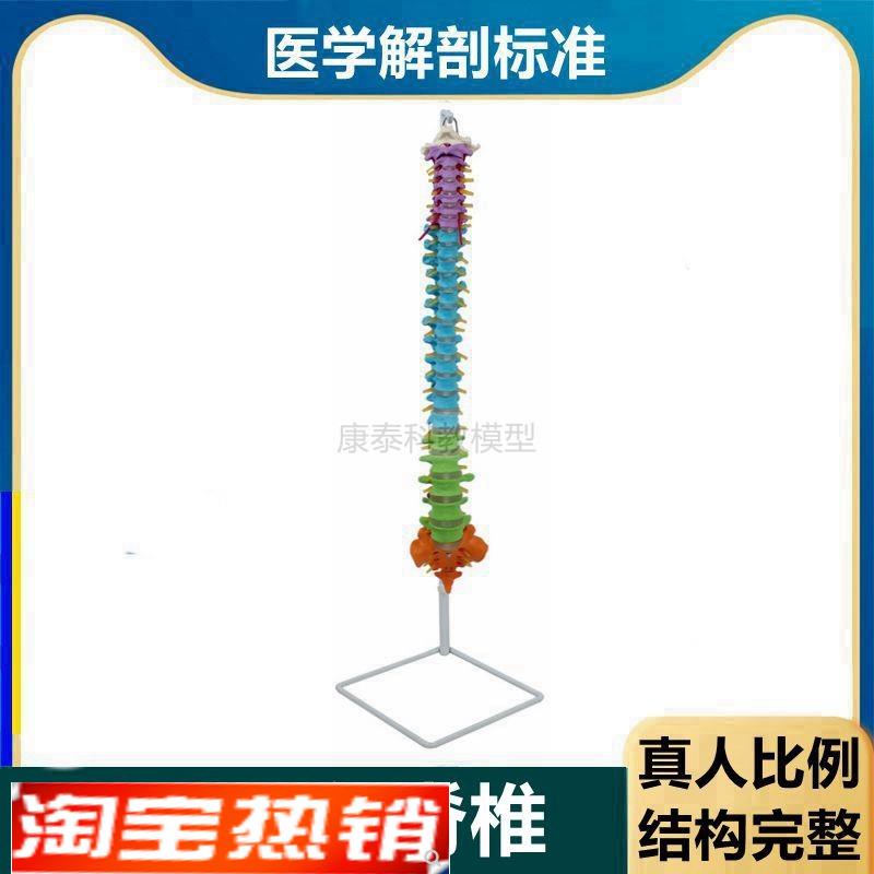 彩色脊椎模型1比1真人比例脊髓神经正骨指压O盲人瑜伽培训用康复