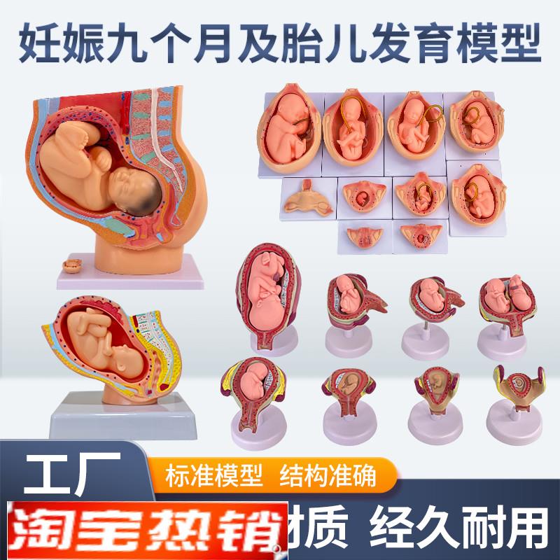 妇产科女性盆腔附足月胎儿模型妊娠F发育九个月胎儿子宫生殖模型