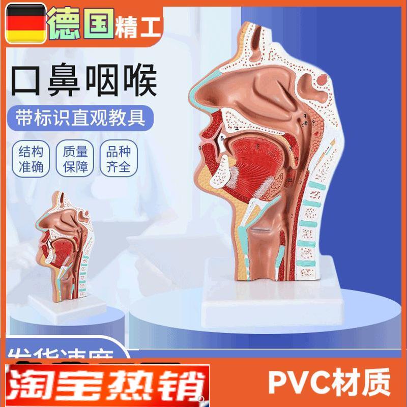 头部解剖模型口鼻咽喉鼻腔病理模型口H鼻咽喉内侧面血管神经模型
