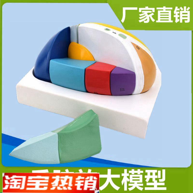 丘脑模型灰质核团l可拆卸仿真医学教具间脑基底核人体脑中枢医教
