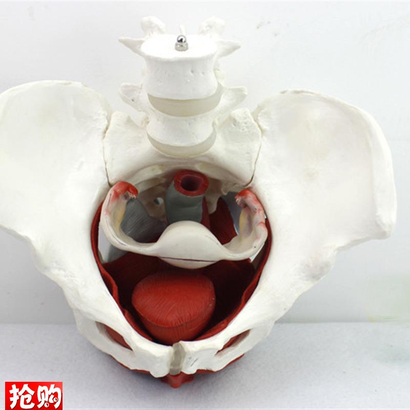 ENOVO颐诺女性骨盆盆底u肌群模型生殖器官韧带女盆腔附件结构膀