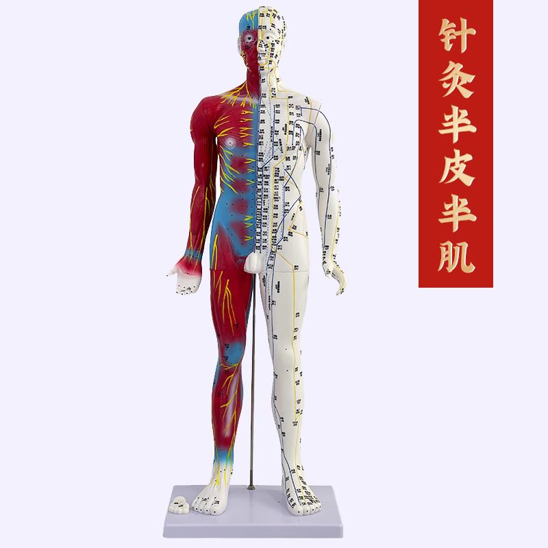 80cm刻字超清晰男性人体经络模型中医铜人针灸穴位带肌肉解剖